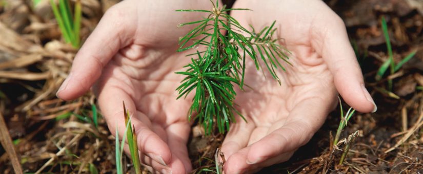 Conservation of nature and consumption of technology: How forest conservation is related to the use of iPhones